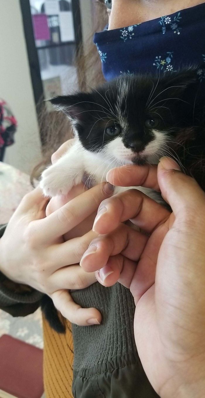 My GF And I Have Been Wanting A Cat For A Year Now And Decided We'd Name It Pierogi. Well As If By Fate After We Finally Decided It Was Time To Get A Kitten One At The Shelter Who Went Up For Adoption Was Named Pierogi!
