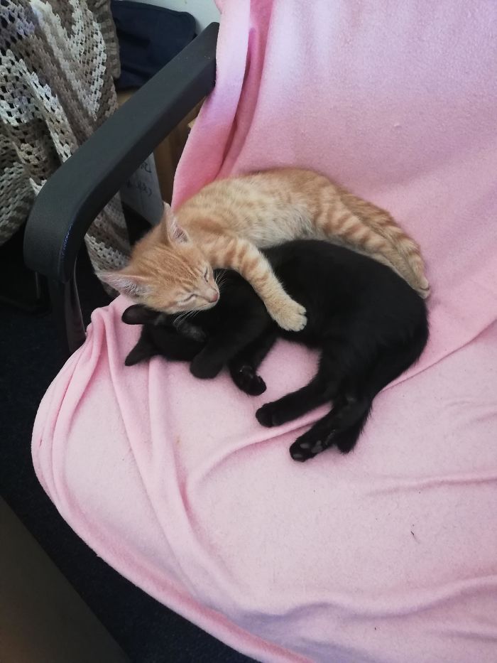 My Boys The Day I Rescued Them At Work