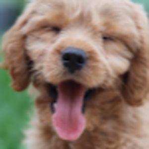 vivimilchman-turney avatar