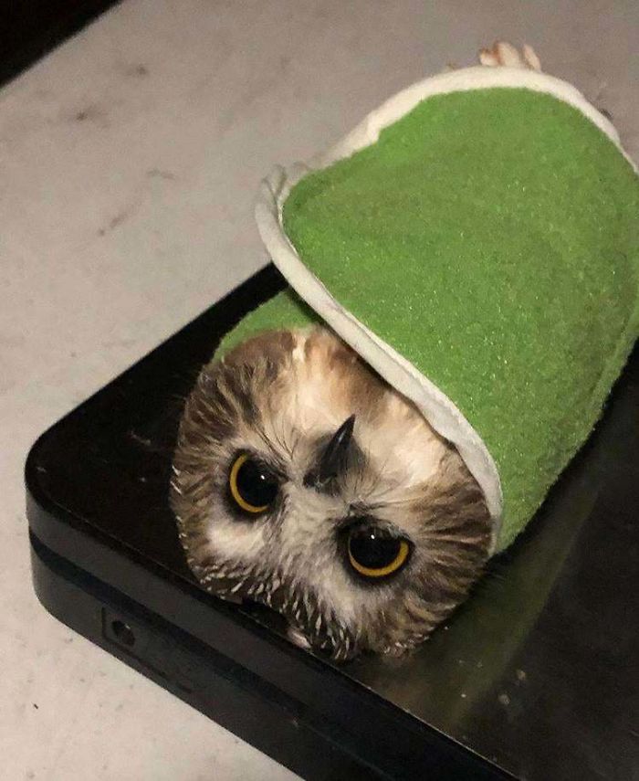 I Work At A Bird Banding Station, And We Use Burritos To Weigh The Owls We Catch