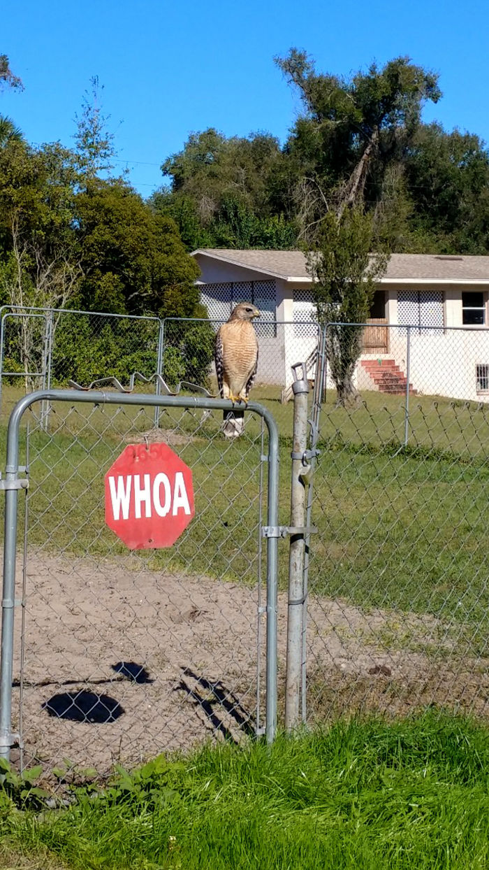 Whoa! This Hawk On My Neighbors Fence.