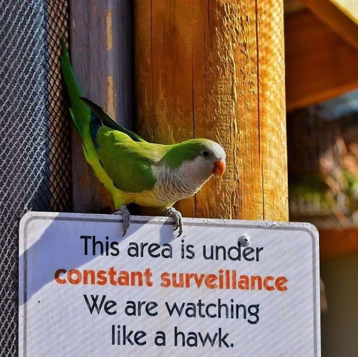 Esta zona está bajo vigilancia constante. Te vigilamos como un halcón