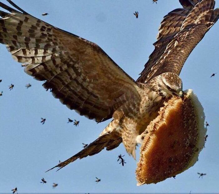 This Hawk Has Approximately Zero Fucks To Give.