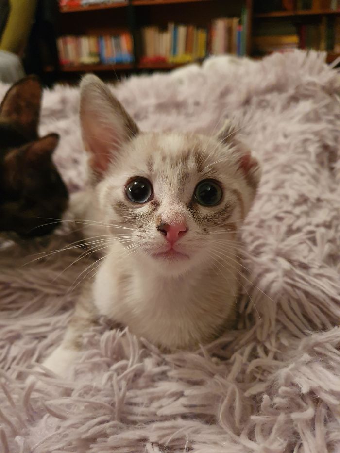 Daisy, The Kitten Nobody Adopted Because Of Her Ear