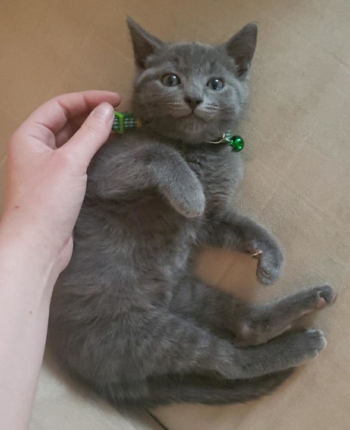 I Just Adopted This Kitten And Thought He Looked Just Like Adso From The Last Season. I Wasn't A Fan Of That Name, But To Honor Outlander I'm Calling Him Willie!