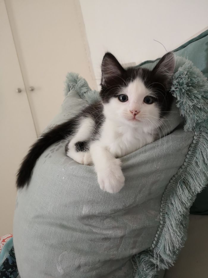 Meet My Little Rescue, Oliver, At 8 Weeks Old