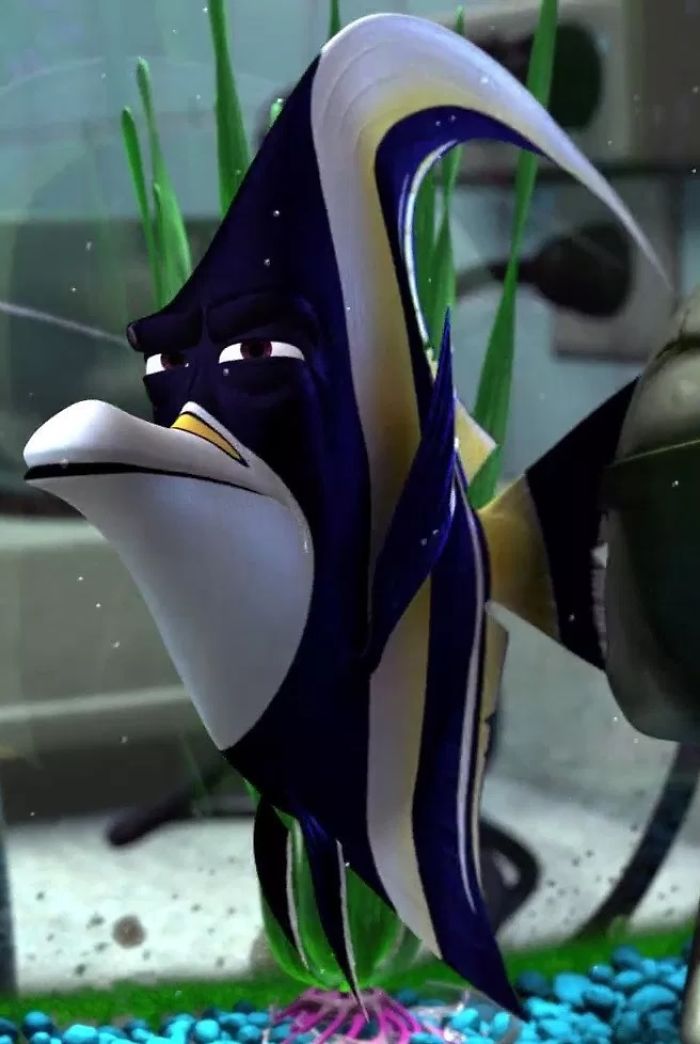 En Buscando a Nemo, Gill es de la especie "ídolo moro" conocida por llevar muy mal la cautividad. Por eso siempre quiere escapar