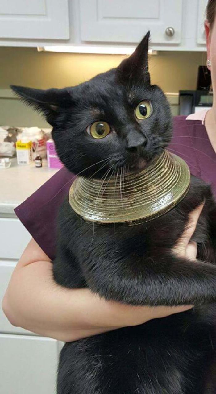 El gato se quedó con la cabeza atascada en un jarrón, se asustó, rompió el jarrón y se quedó así