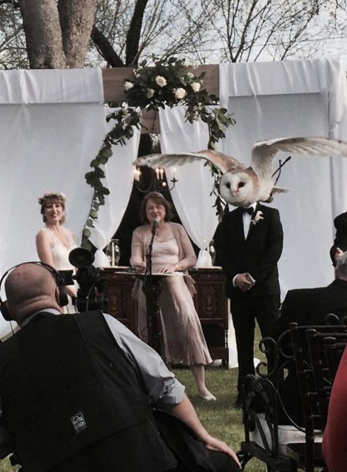 Lechuza haciendo photobomb en una boda