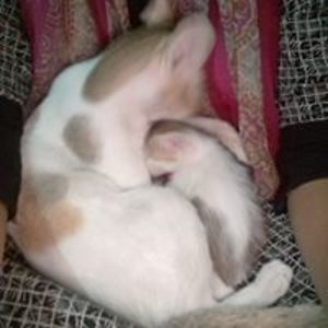 aysha_bipasha avatar