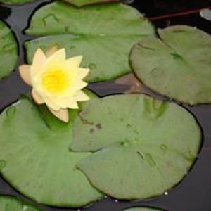 mainlinebluegrass avatar