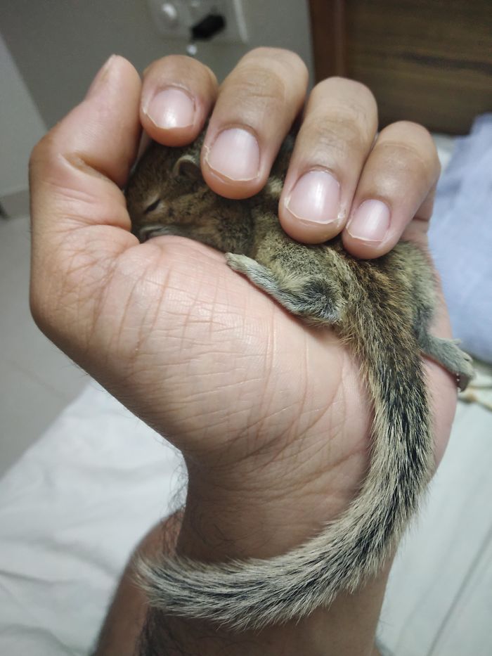 Indian Palm Squirrel In My Indian Palm
