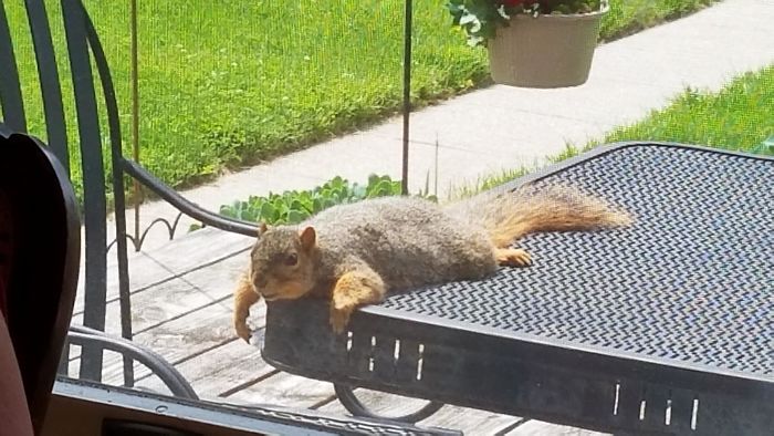 This Squirrel We've Been Feeding Has Begun Sunbathing On Our Deck Table