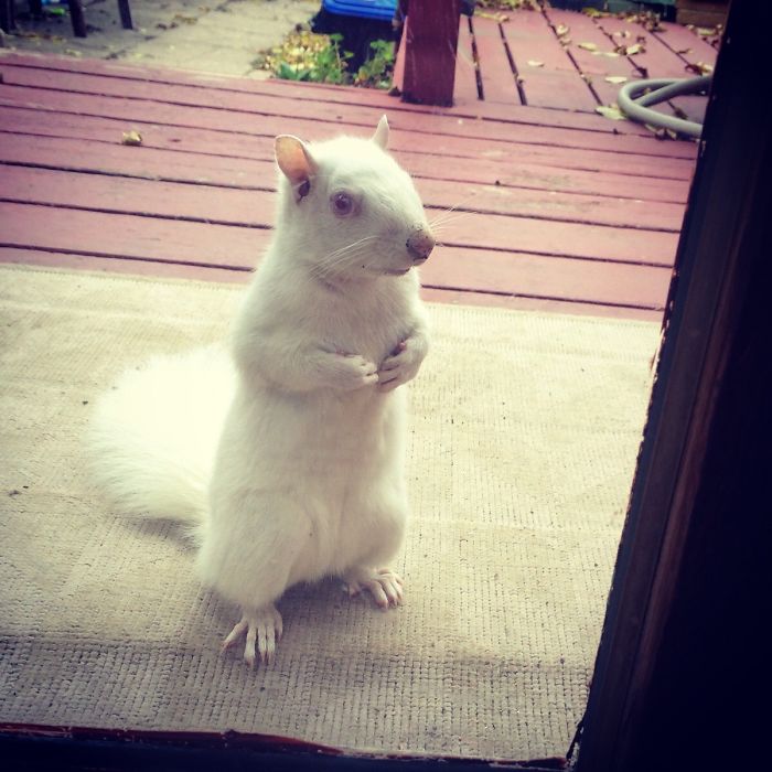 This Albino Squirrel Comes To Our Door & Begs For Corn Every Day