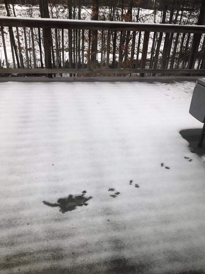 I Think A Squirrel Fell Off My Roof