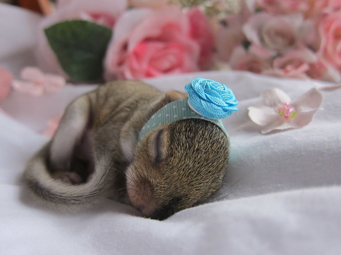 I Did A Newborn Photoshoot For My Little Rescue Squirrel, Cardboard. I Know I'm Insane, But It Turned Out Pretty Cute