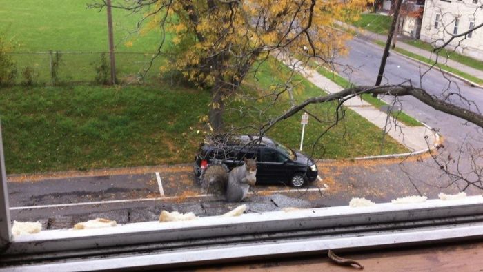 Good Morning. Another Day, Another 5ft Squirrel Trying To Break Into My Car