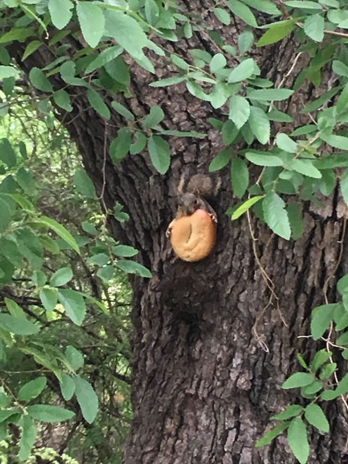 This Freaking Squirrel Stole My Friend’s Bagel
