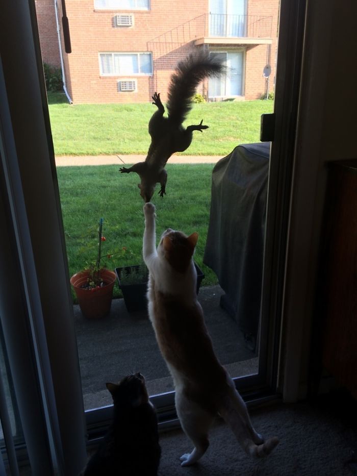 This Squirrel Keeps Messing With My Cats