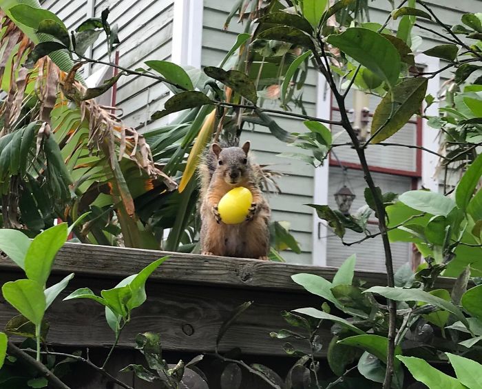 This Squirrel Found An Easter Egg