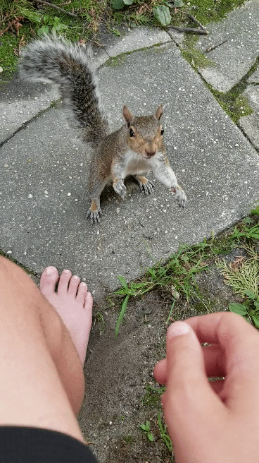 This Squirrel I've Been Hand Feeding All Vacation Gave Me A Wave Goodbye On My Last Day There