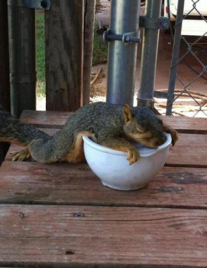 One Woman Started Putting Bowls Of Ice Out For The Squirrels In Her Yard. This Little Guy Was So Grateful, He Fell Asleep Cooling Off On Top Of One