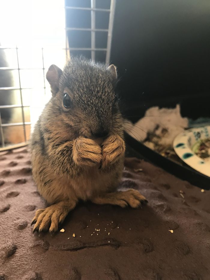 Meet The Squirrel Named That