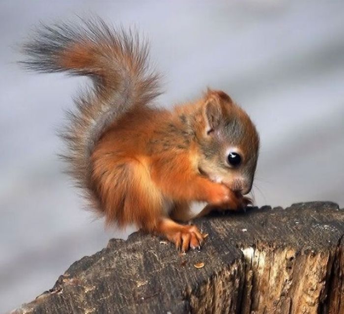 Let Me Introduce You To A Baby Red Squirrel