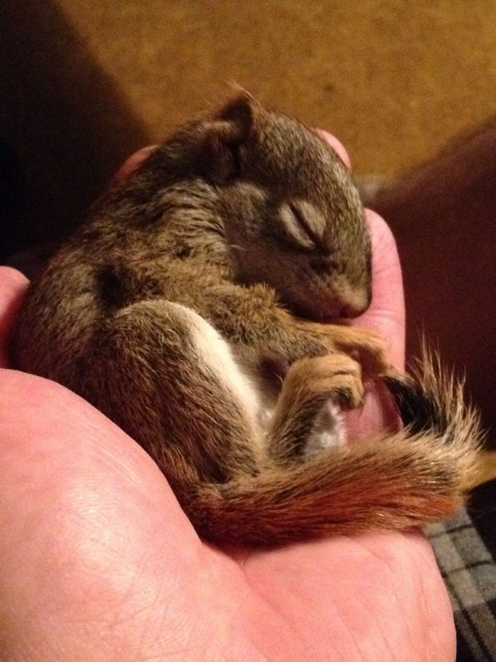My Wife And I Nursed A Baby Red Squirrel Back To Health When It Fell Out Of A Tree. Meet Ginger