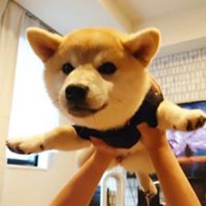 totallyrandomer avatar