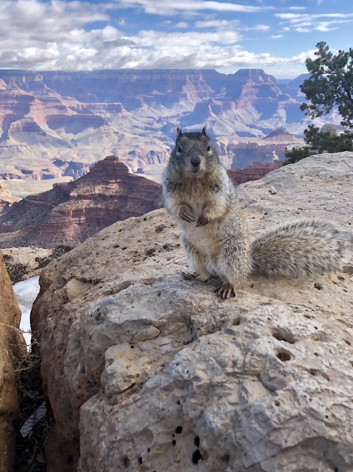 I Met This Photogenic Guy At The Grand Canyon