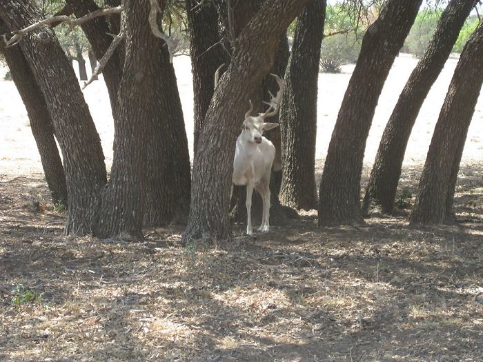A White Deer Tries To Hide But Doesn't Realize He Lacks The Ability To Camouflage Like His Other Deer Friends