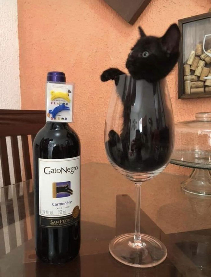“Black Cat” Is The Name Of The Wine