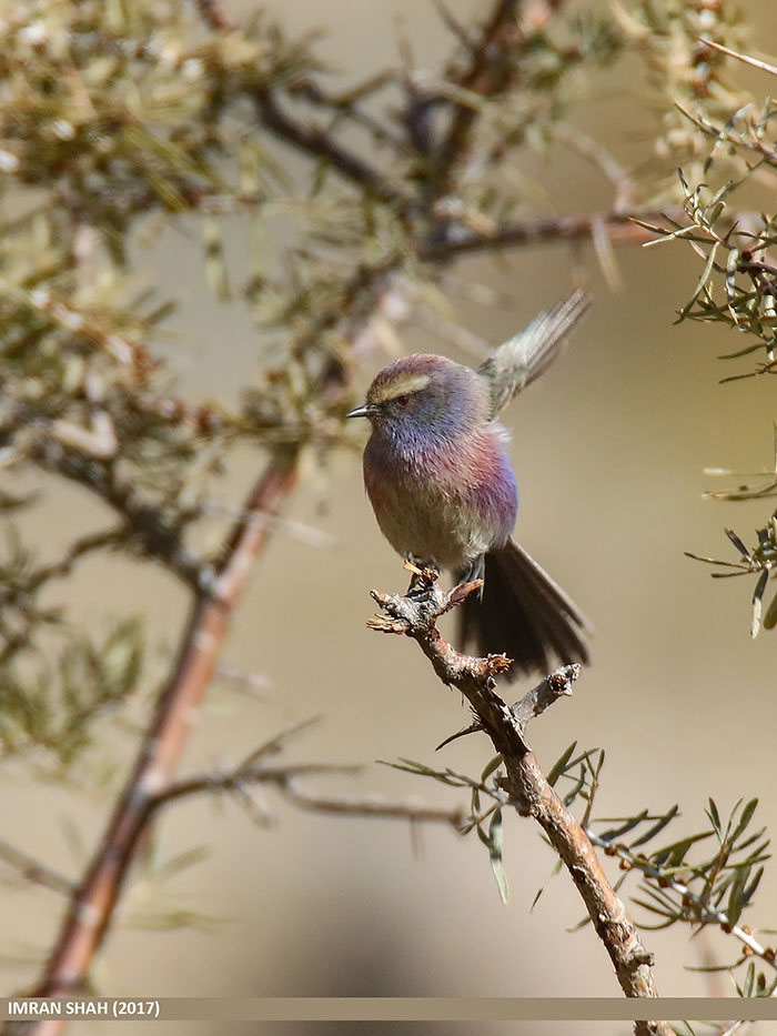 This Rainbow Bird Is Called The White-Browed Tit-Warbler And That Might Be The Silliest Name You've Heard