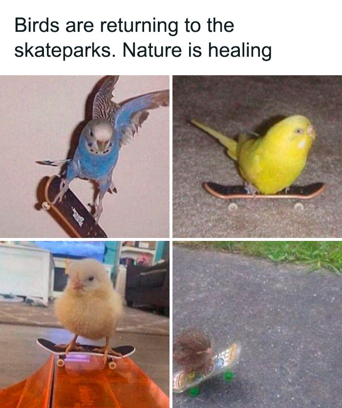 Las aves vuelven a los parque de skate, la naturaleza se cura