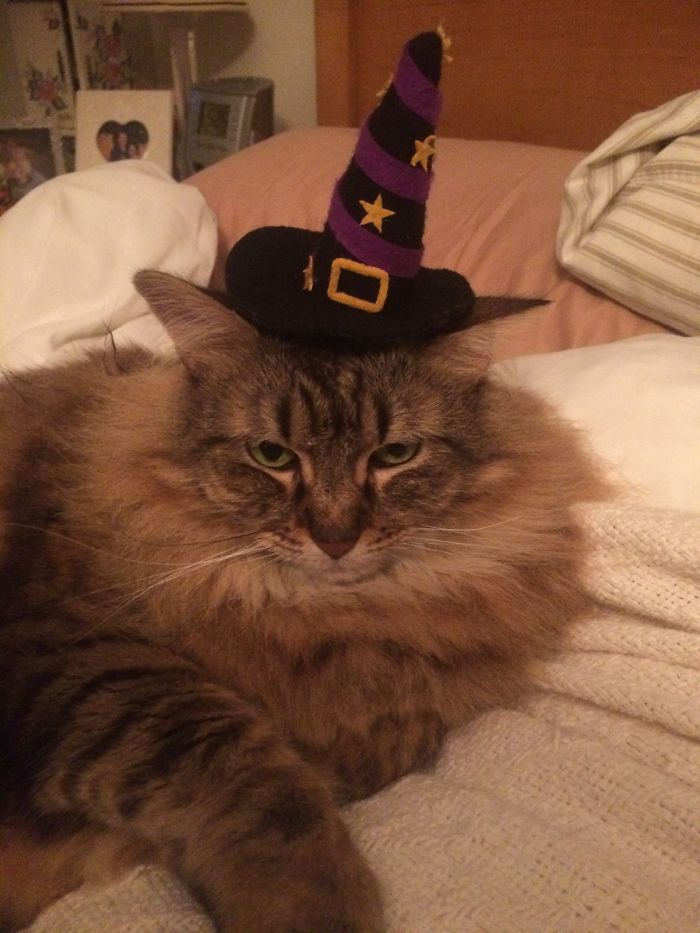 Mopsy The Halloween Chonk (This Was Taken In October)