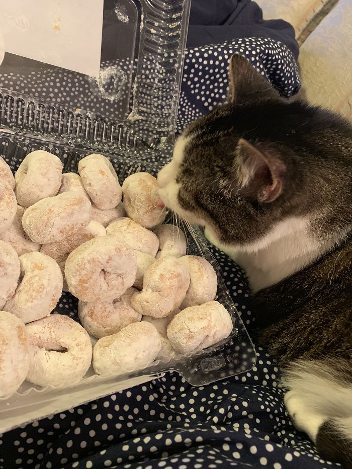 Donuts Are For Kitties, Not Humans