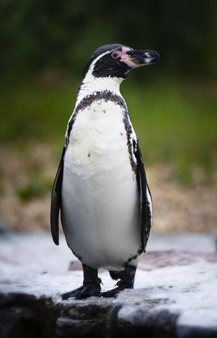UK Supermarket Iceland Adopts All Zoo's Penguins To Save The Venue Which Has 500