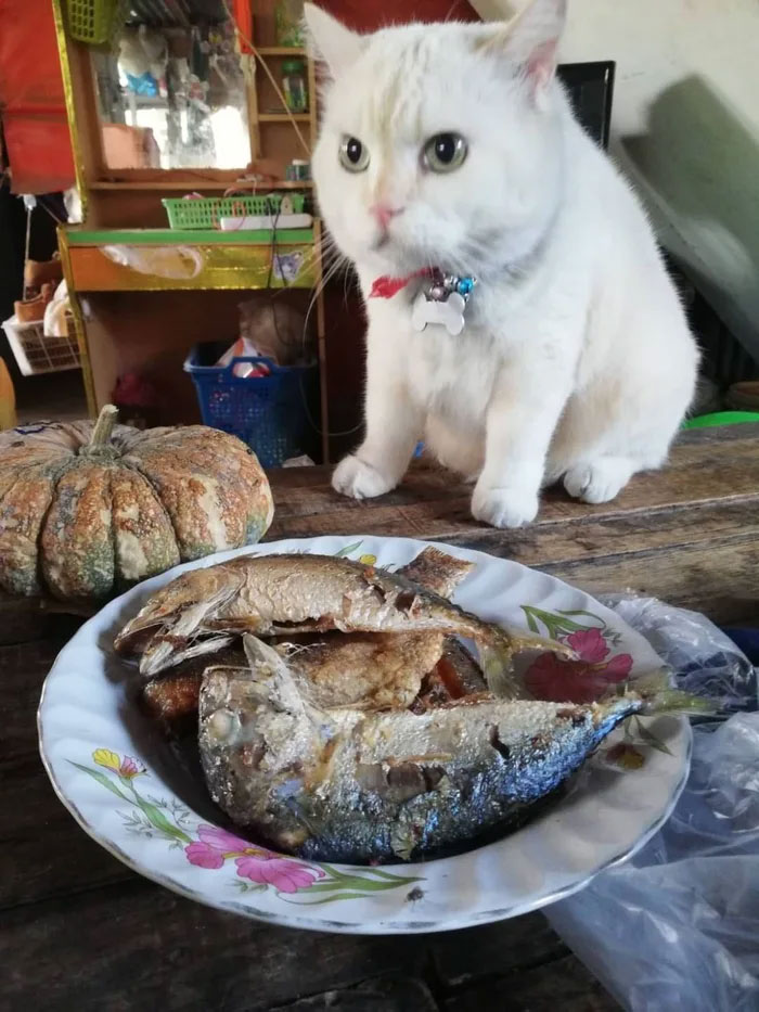 Angry-Looking Cat Supervises Watermelons In Thailand And Is Loved By The Community