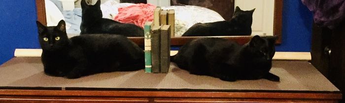 Cats Are Useful As Bookends