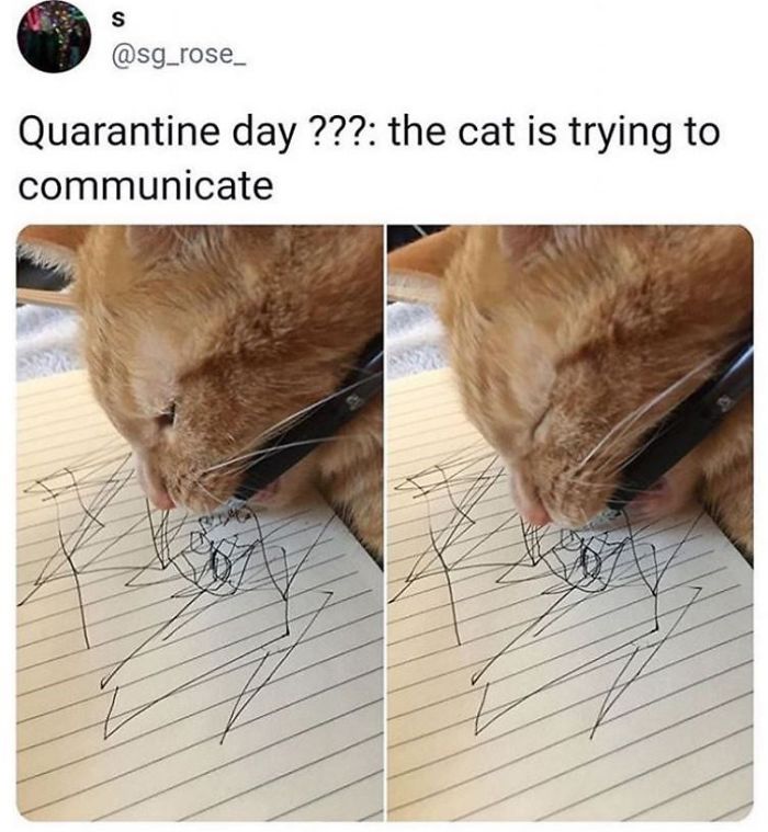 Cat-Funny-Posts