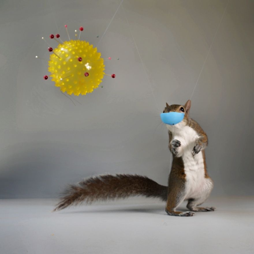 Covid And The Squirrel