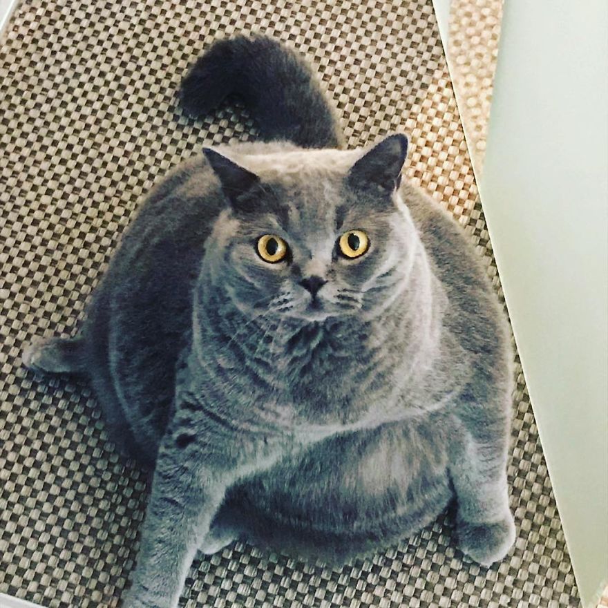 This Chonky-Looking Cat Was About To Be Put Down Because Of Her Condition, Got Rescued By The Vet