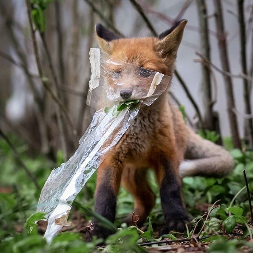A Finnish Photographer Takes Adorable Photos Of Baby Animals That Would Melt Your Heart
