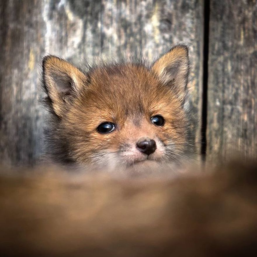 A Finnish Photographer Takes Adorable Photos Of Baby Animals That Would Melt Your Heart
