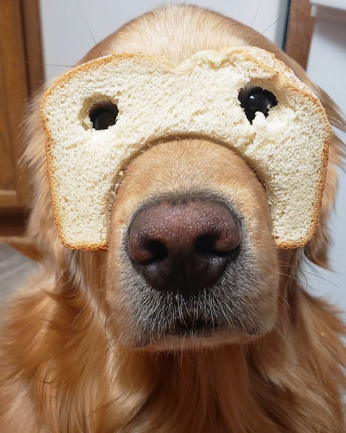 So Tired Of Everyone Calling Me Inbread Just Because I'm Purebread