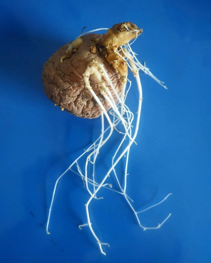 I Found This Sprouted Potato Today, Which Was Hiding In A Cupboard For Along Time. The Roots Tell The Whole Story That The Plant Cant Tell. .seems Like A Familiar Story? Welcome To The Lazy Gardeners Club