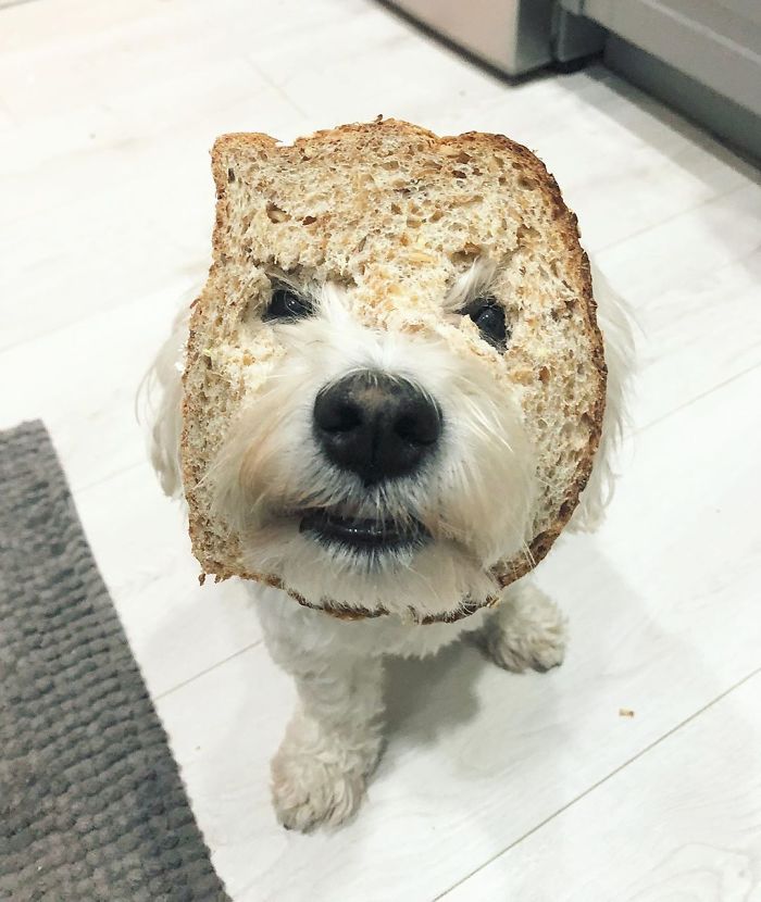 Should I Be An In-Bread Or Pure-Bread For Halloween?