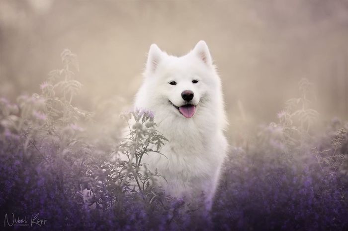 Photographer Nikol Kopp Takes Dreamy Portraits Her White Dog