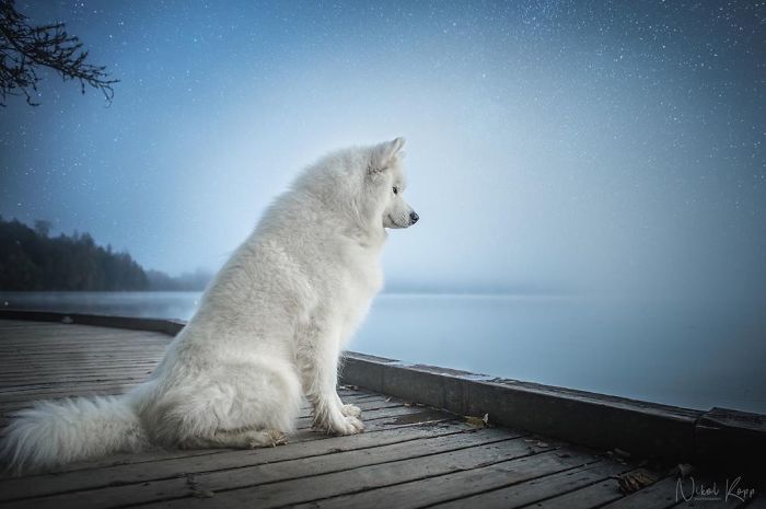Photographer Nikol Kopp Takes Dreamy Portraits Her White Dog